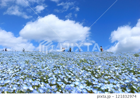 満開に咲くネモフィラの丘 121832974