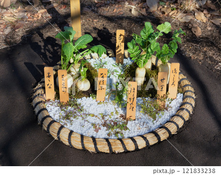 春の七草　寄せ植え 121833238