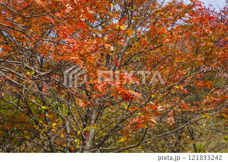 若桜氷ノ山の紅葉 鳥取県 氷ノ山 121833242