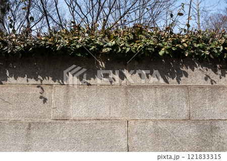 Concrete stone wall with vine plant on the top Concrete stone wall with vine plant on the top 121833315