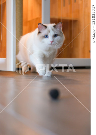 Cute Ragdoll cat playing with ball cat toy. 7 months old Cute Ragdoll cat playing with ball cat toy. 7 months old 121833317