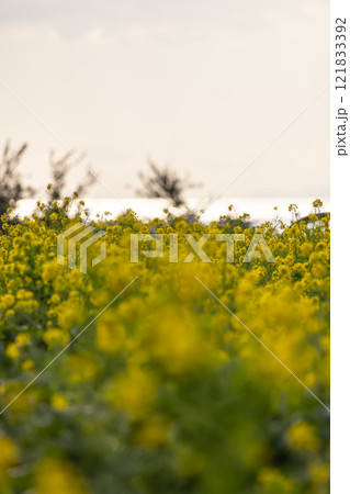 夕陽に染まる菜の花畑 121833392