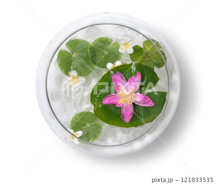 睡蓮と水草のあるガラスのアクアリウム。真上からのアングル 睡蓮と水草のあるガラスのアクアリウム。真上からのアングル 121833535