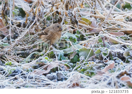 霜が降りた里山で出会ったベニマシコ 121833735