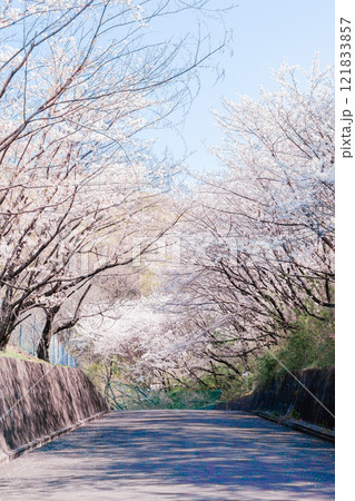 満開になった桜並木 121833857