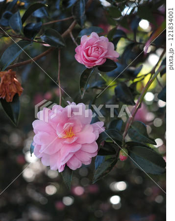 ピンクのサザンカの花(日かげに咲いた乙女山茶花) ピンクのサザンカの花(日かげに咲いた乙女山茶花) 121834001