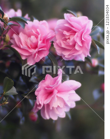 日陰に咲いたオトメサザンカ（乙女山茶花のピンクの花々） 121834034