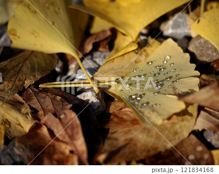 木洩れ日を浴びた葉上の朝露(黄葉したイチョウの落ち葉) 木洩れ日を浴びた葉上の朝露(黄葉したイチョウの落ち葉) 121834168