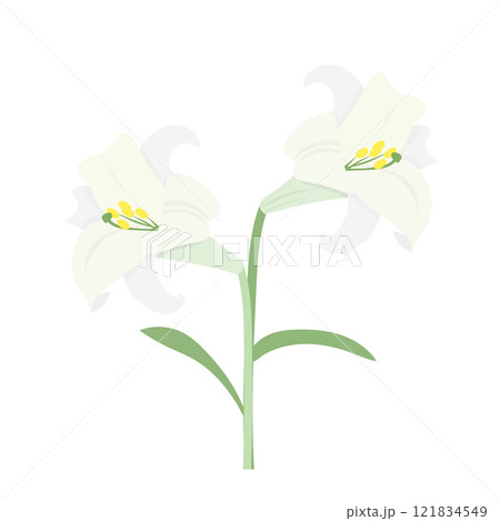 二輪の白いユリの花のイラスト素材 [121834549] - PIXTA