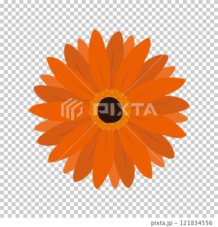 橙色非洲菊花卉 橙色非洲菊花卉 121834556