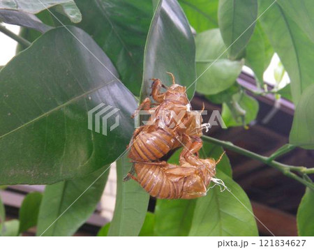 寄り添うセミの抜け殻 寄り添うセミの抜け殻 121834627