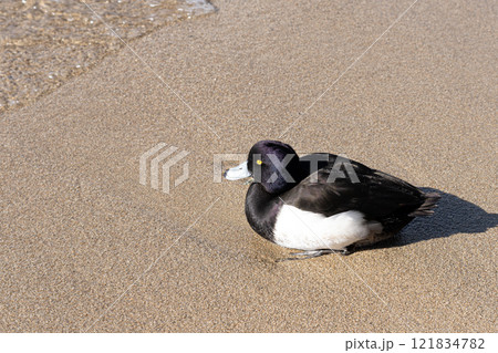 琵琶湖岸のキンクロハジロ 121834782