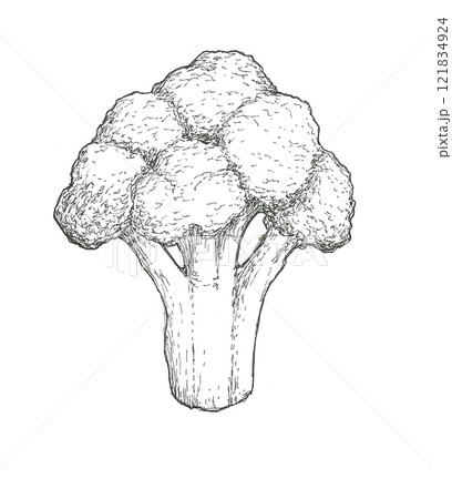 ブロッコリーの手描きイラスト 121834924