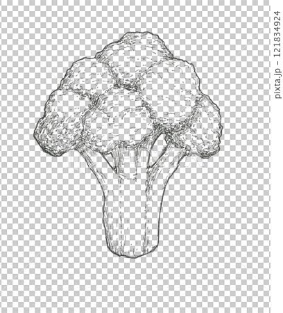 西蘭花的手繪插圖 121834924