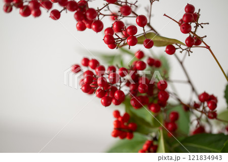 南天と千両 121834943