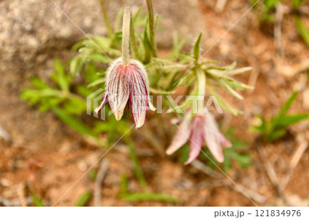 平尾台に自生するオキナグサ 平尾台に自生するオキナグサ 121834976