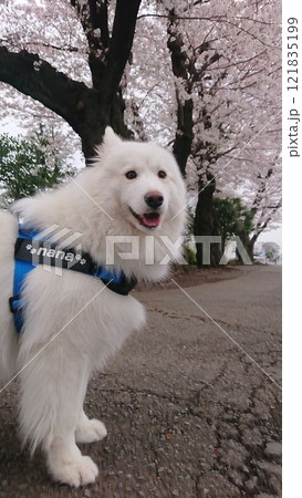 サモエド犬 121835199