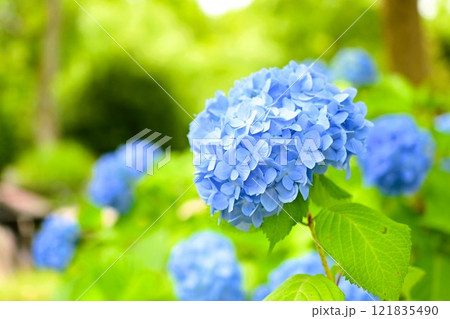 青い紫陽花 121835490