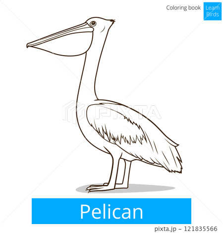 Pelican bird learn birds coloring book vector 121835566