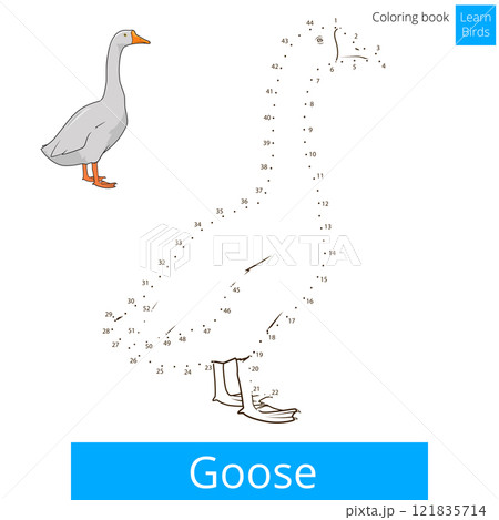Goose bird learn to draw vector Goose bird learn to draw vector 121835714