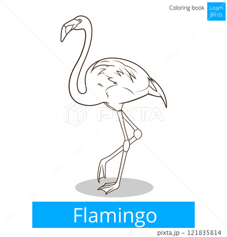 Flamingo learn birds coloring book vector Flamingo learn birds coloring book vector 121835814