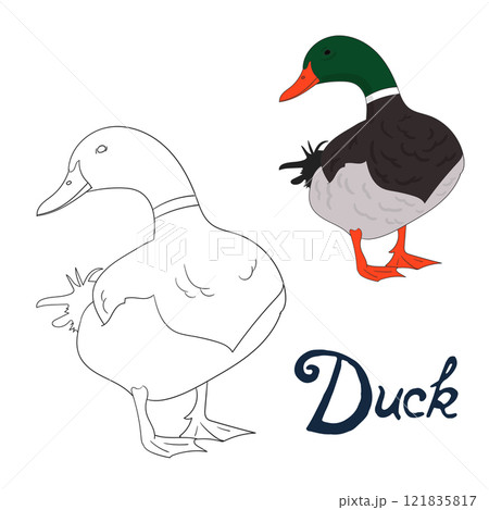 Educational game coloring book duck bird vector 121835817