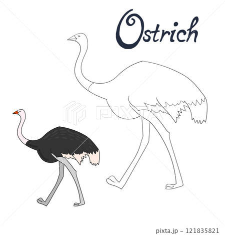 Educational game coloring book ostrich bird Educational game coloring book ostrich bird 121835821