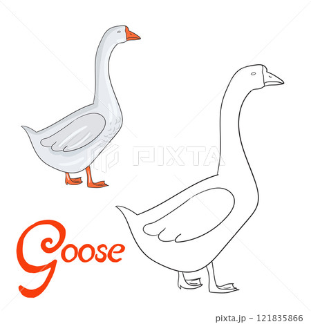 Educational game coloring book goose bird vector Educational game coloring book goose bird vector 121835866