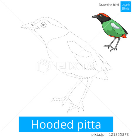 Hooded pitta bird learn to draw vector 121835878