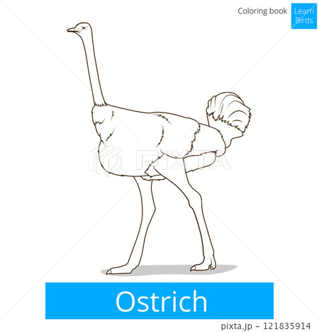 Ostrich learn birds coloring book vector Ostrich learn birds coloring book vector 121835914