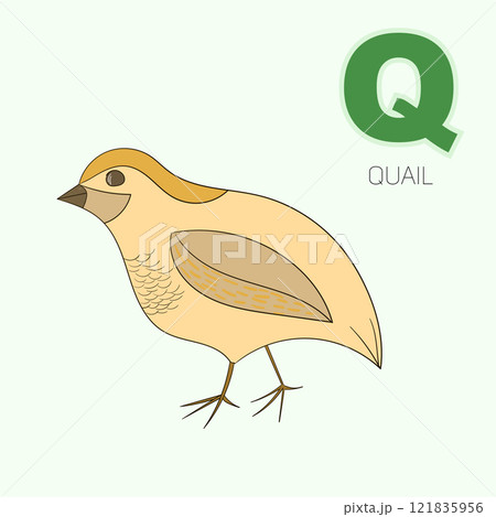 Alphabet letter Q quail children 121835956