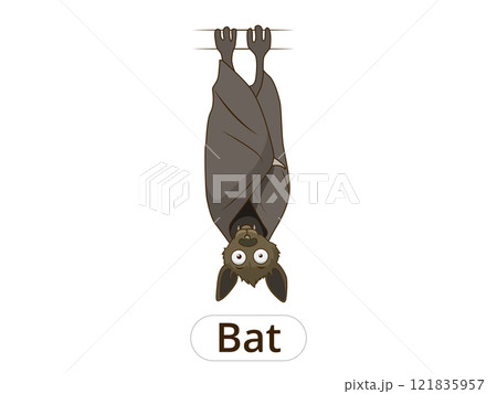 Forest animal bat cartoon vector illustration 121835957