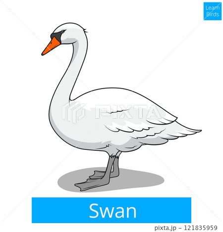 Swan learn birds educational game vector Swan learn birds educational game vector 121835959