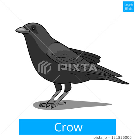 Crow learn birds educational game vector 121836006