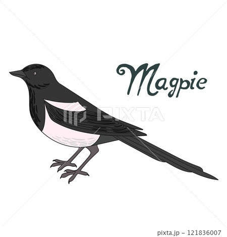 Bird magpie vector illustration 121836007