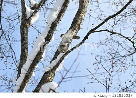 北海道の公園で昼間に木々の間を飛ぶエゾモモンガ 北海道の公園で昼間に木々の間を飛ぶエゾモモンガ 121836037