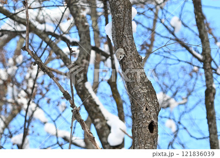 北海道の公園で昼間に木々の間を飛ぶエゾモモンガ 121836039
