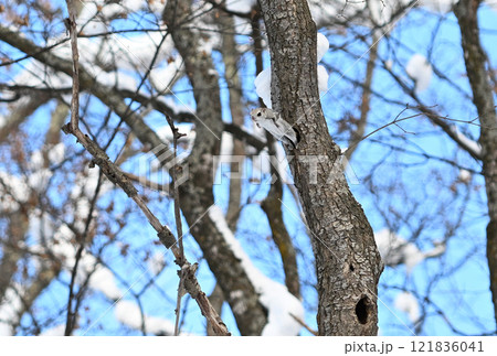 北海道の公園で昼間に木々の間を飛ぶエゾモモンガ 北海道の公園で昼間に木々の間を飛ぶエゾモモンガ 121836041