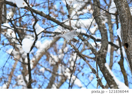 北海道の公園で昼間に木々の間を飛ぶエゾモモンガ 121836044