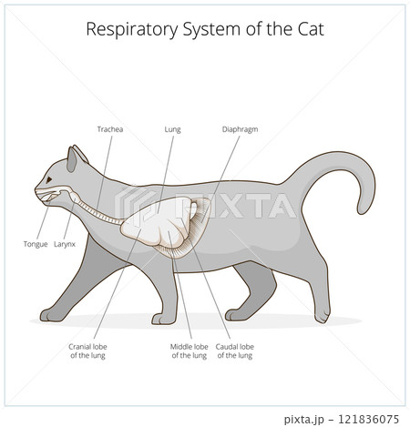 Respiratory system of the cat vector illustration 121836075