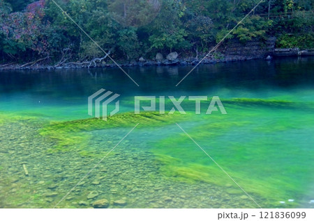 千歳川源流の支笏湖水底に生えるチトセバイカモ 千歳川源流の支笏湖水底に生えるチトセバイカモ 121836099