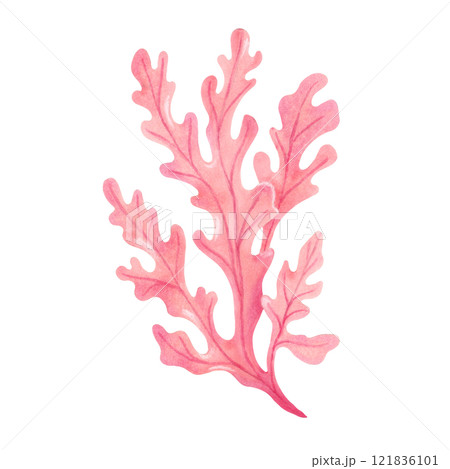 Pink underwater seaweed branch. Watercolor and marker illustration. Hand drawn isolated art. Marine botanical kelp clipart. Natural form of marine flora. Suitable for ecology, health, travel themes. 121836101