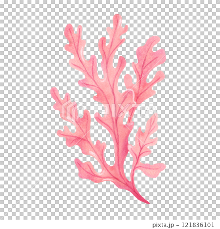 Pink underwater seaweed branch. Watercolor and marker illustration. Hand drawn isolated art. Marine botanical kelp clipart. Natural form of marine flora. Suitable for ecology, health, travel themes. 121836101