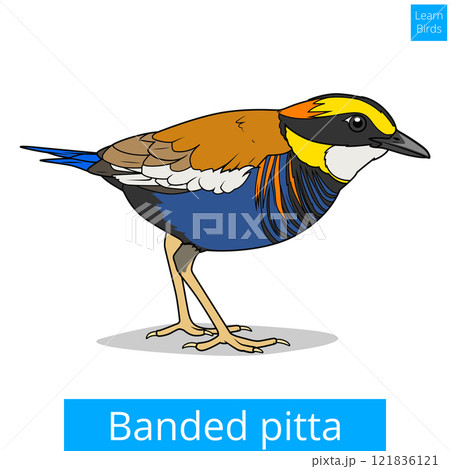 Banded pitta learn birds educational game vector Banded pitta learn birds educational game vector 121836121