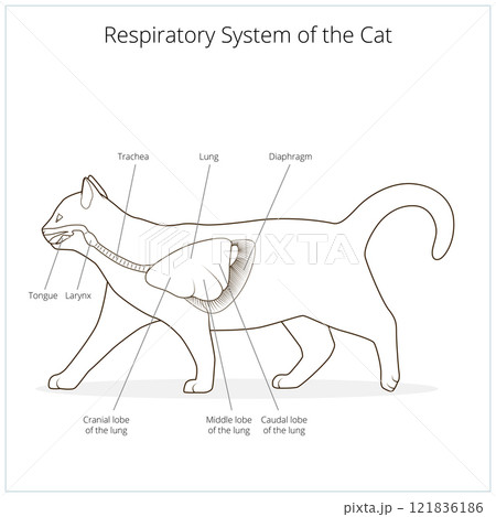 Respiratory system of the cat vector illustration Respiratory system of the cat vector illustration 121836186