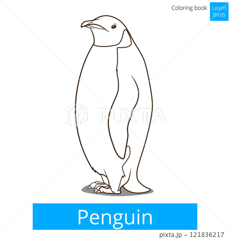 Penguin bird learn birds coloring book vector Penguin bird learn birds coloring book vector 121836217
