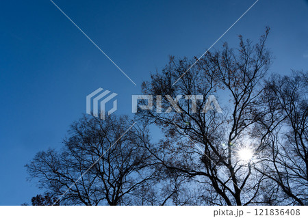 冬の葉を落とした枝と太陽の光芒 冬の葉を落とした枝と太陽の光芒 121836408