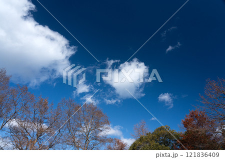 冬の葉を落とした枝と青空 冬の葉を落とした枝と青空 121836409