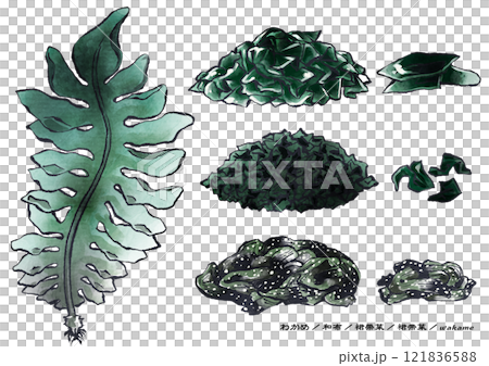 A calming ink painting of wakame seaweed with a white background 121836588