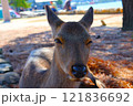 ウインクする可愛いメスの鹿 121836692